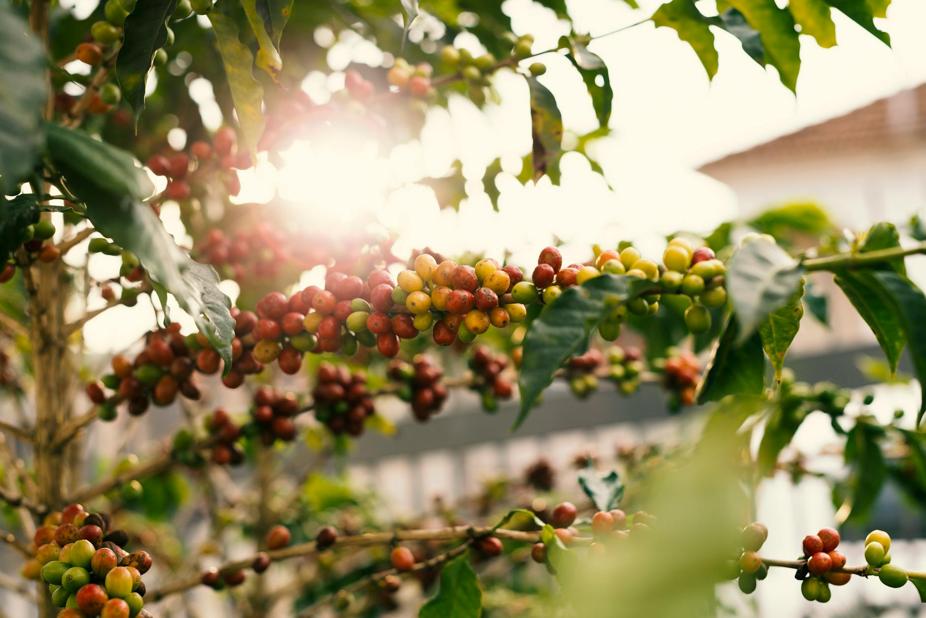 Imagem de uma plantação de café no Brasil, com grãos maduros e o sol brilhando.